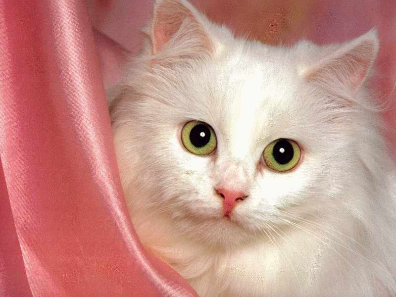 Gatti (32)